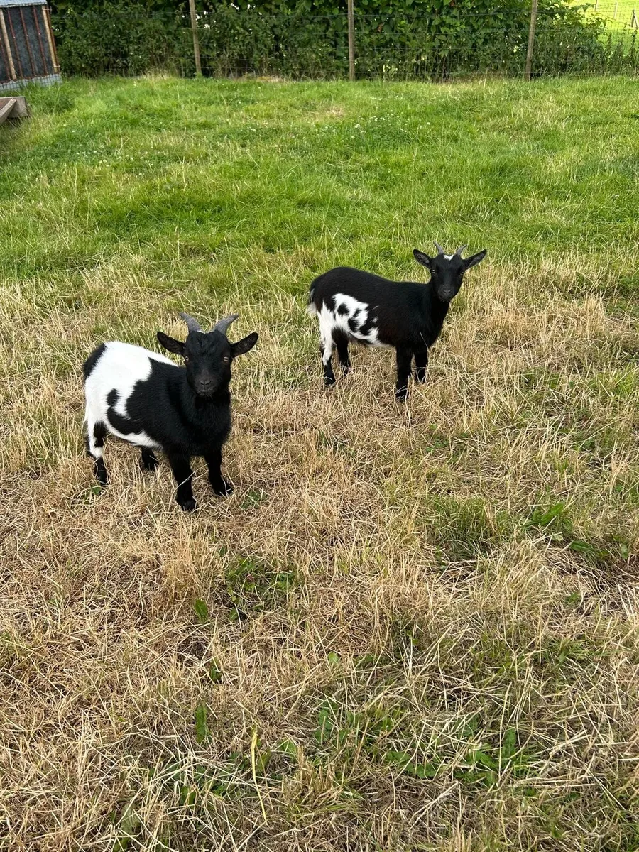 Two Purebred Pedigree Pygmy Goats - Image 3
