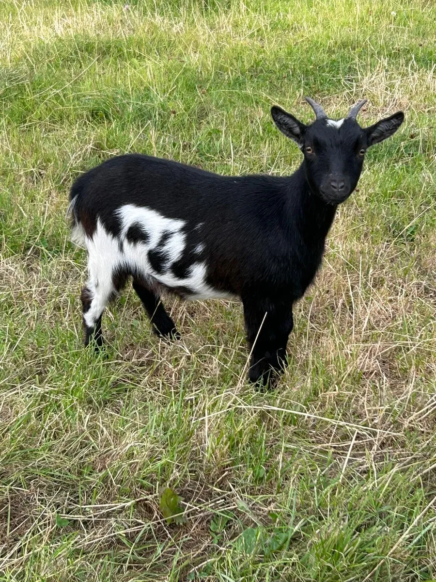 Two Purebred Pedigree Pygmy Goats - Image 4