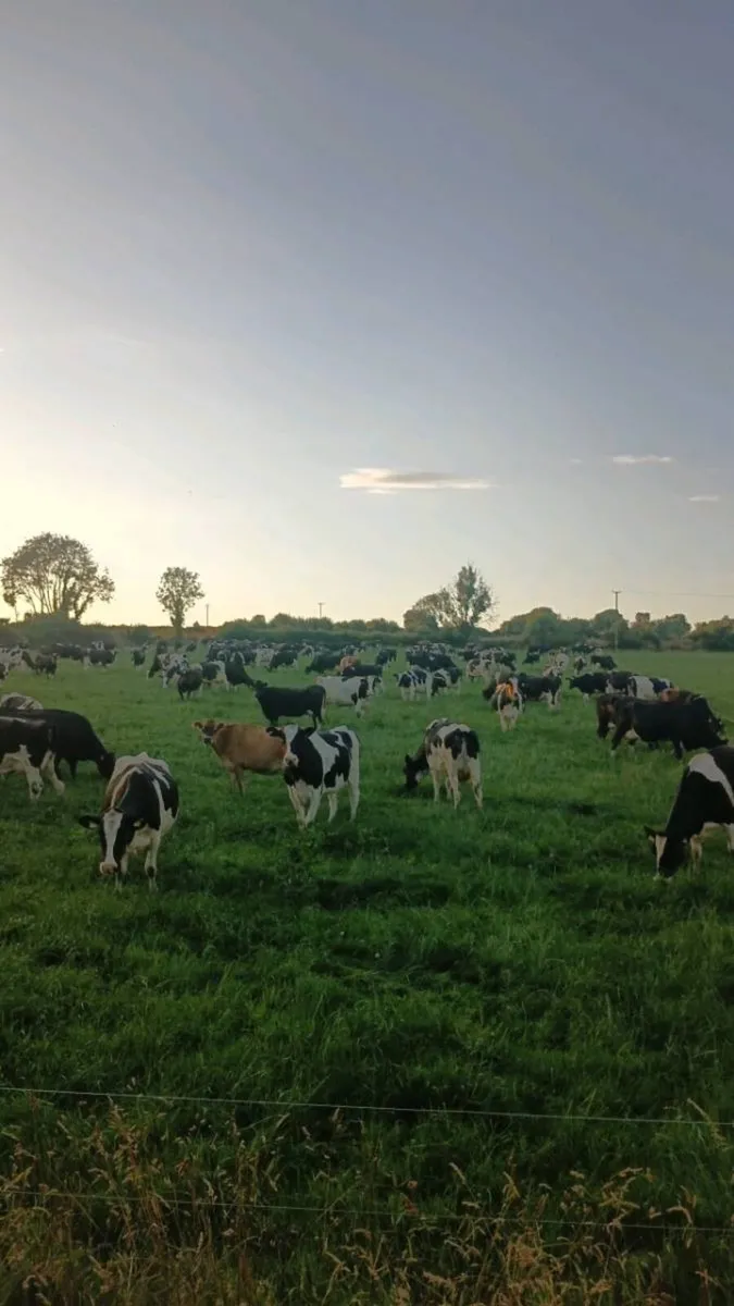 cows still in milk not in calf