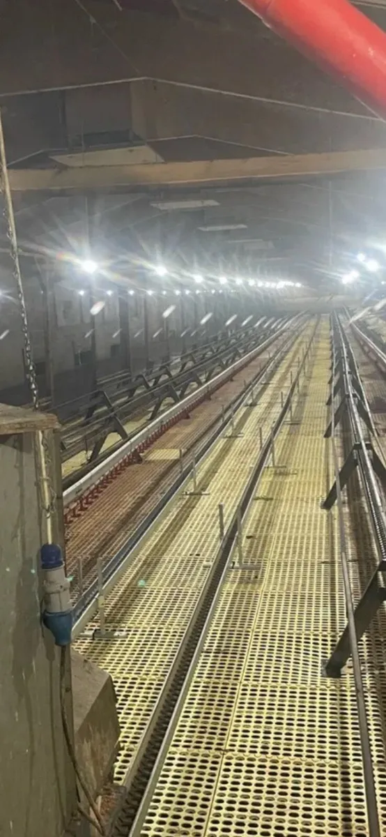 Poultry