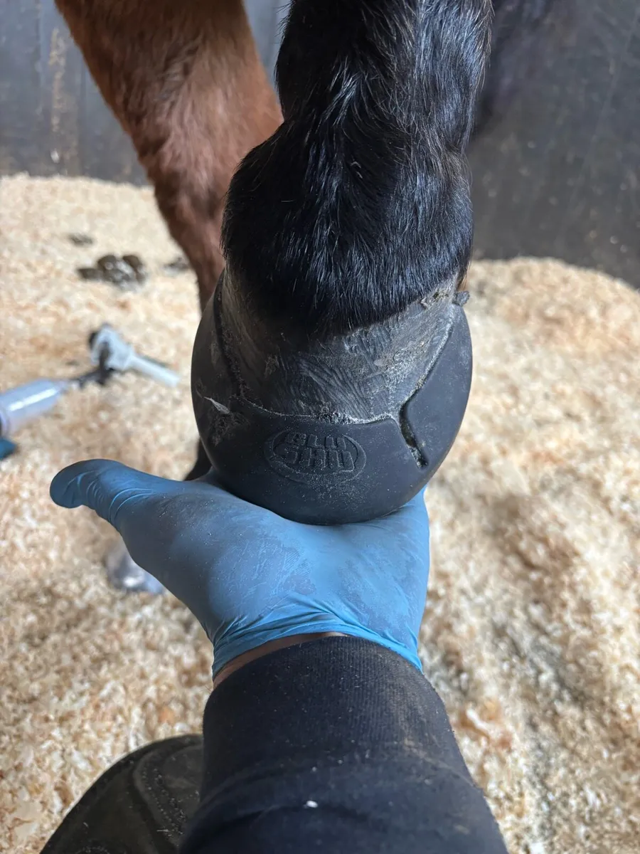 Farrier - Image 2