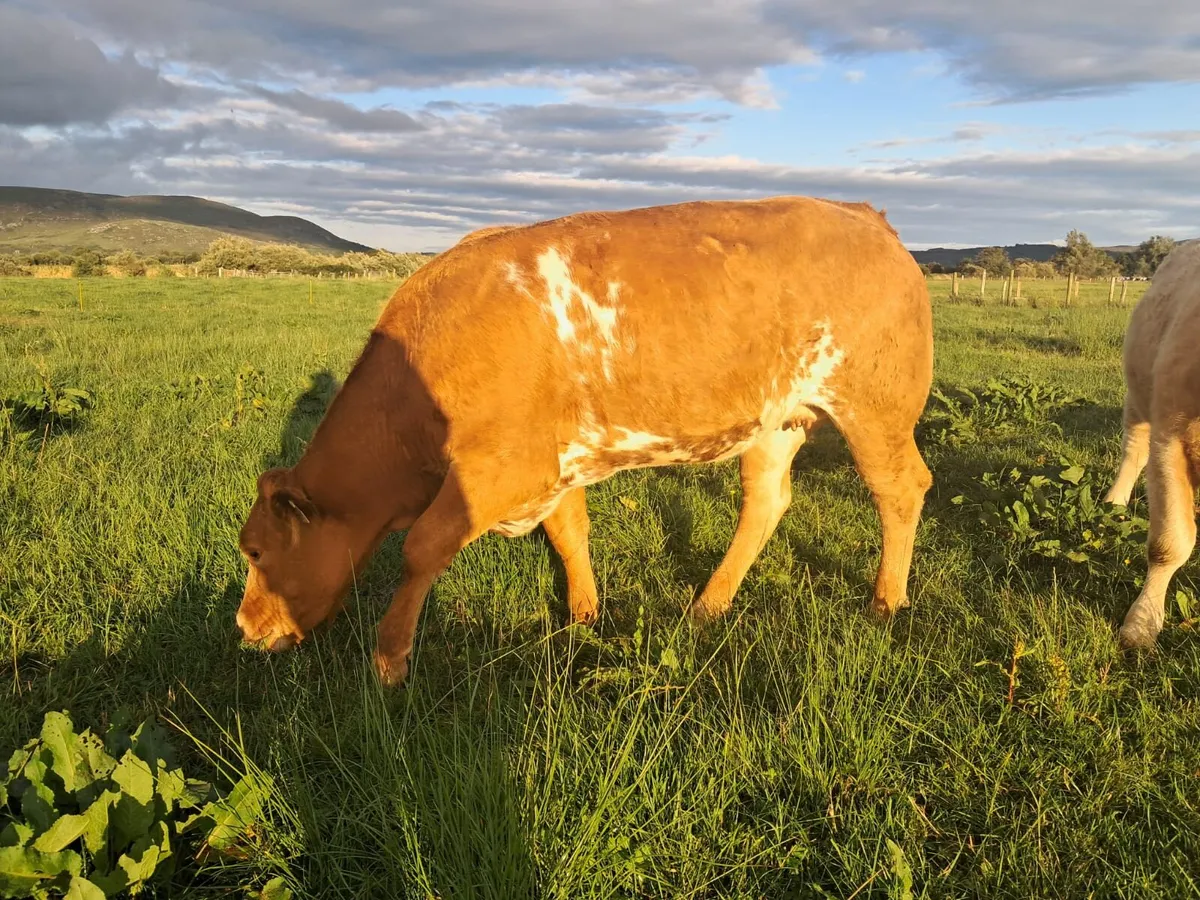 Smashing breeding heifer - Image 1
