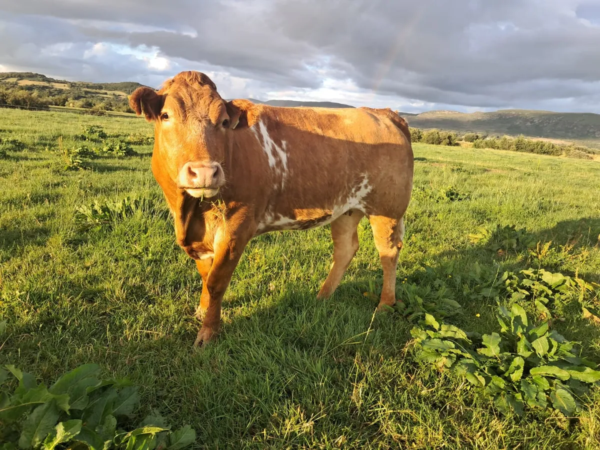 Smashing breeding heifer - Image 2