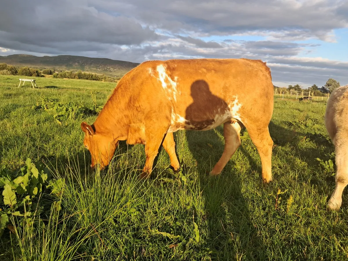 Smashing breeding heifer - Image 3