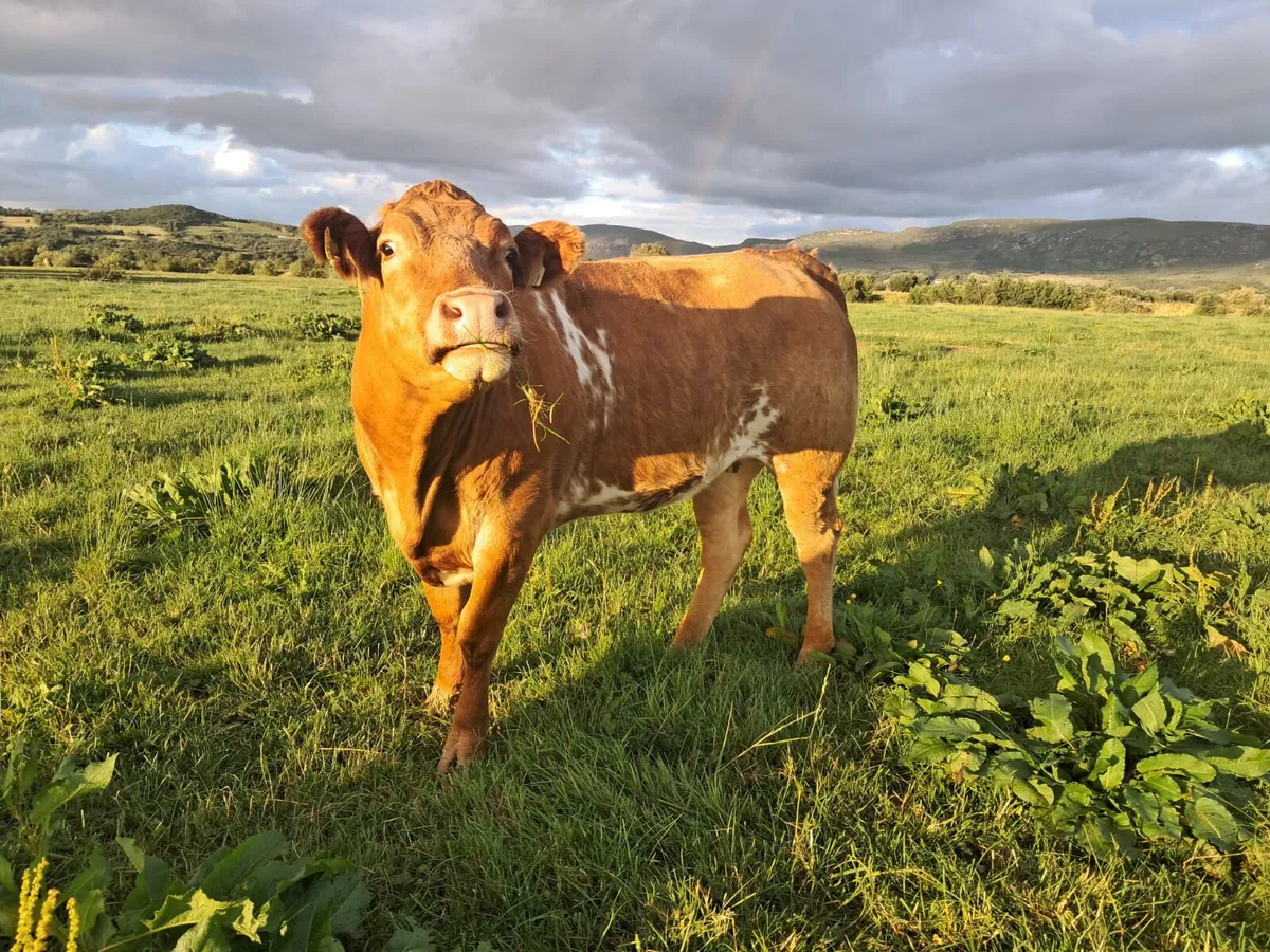 Smashing breeding heifer - Image 4