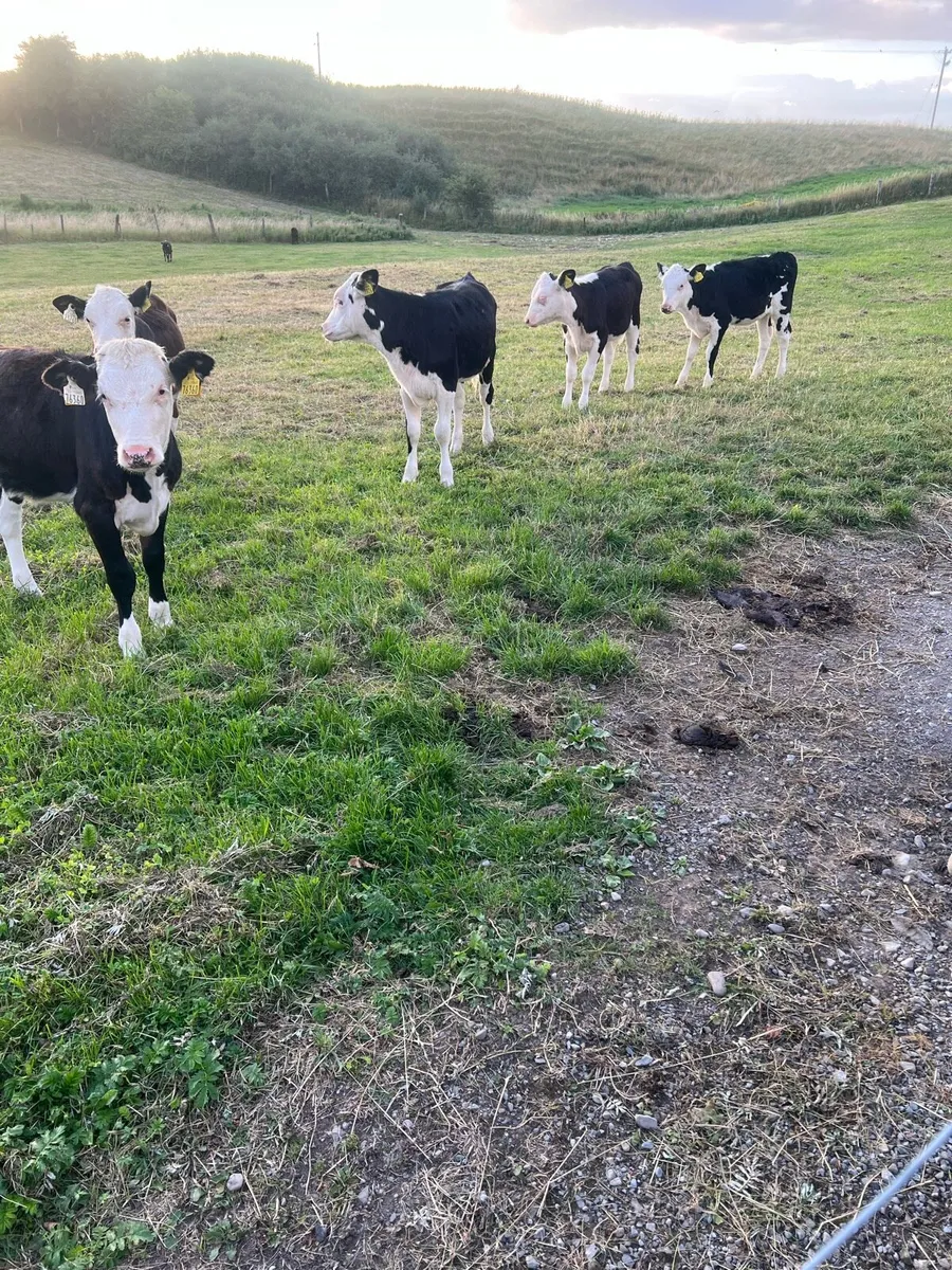 Bl WH heifer runners for sale - Image 1