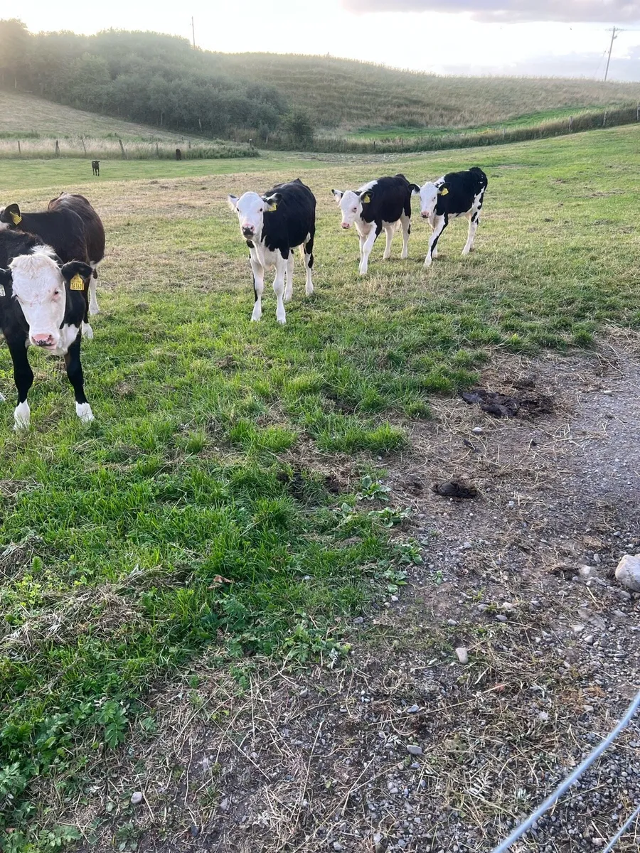 Bl WH heifer runners for sale - Image 2