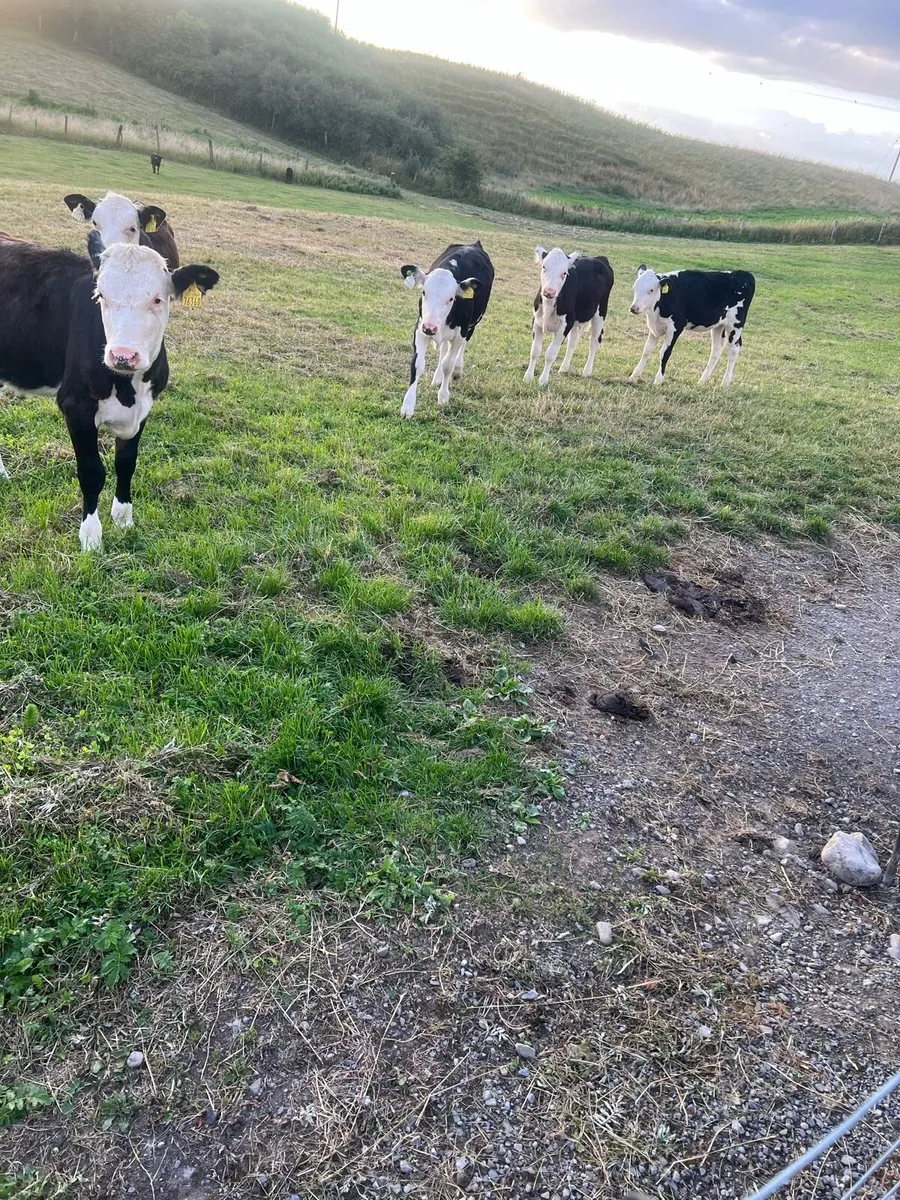 Bl WH heifer runners for sale - Image 3