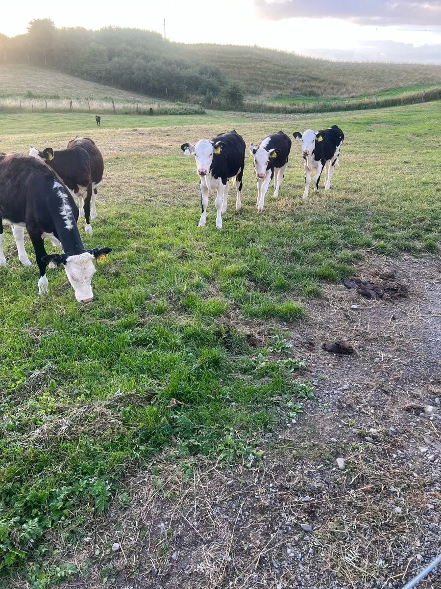Bl WH heifer runners for sale - Image 4