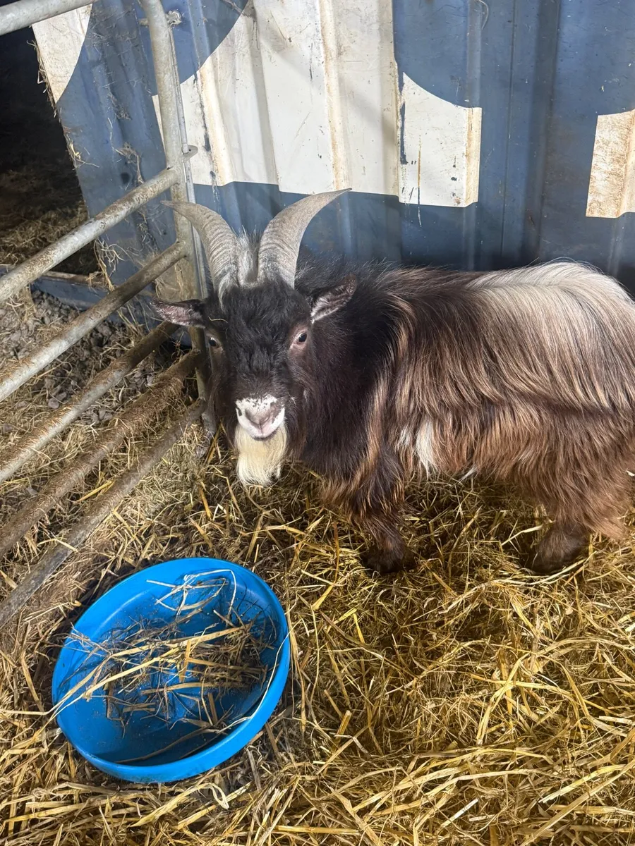 Male Pygmy Goats - Image 1