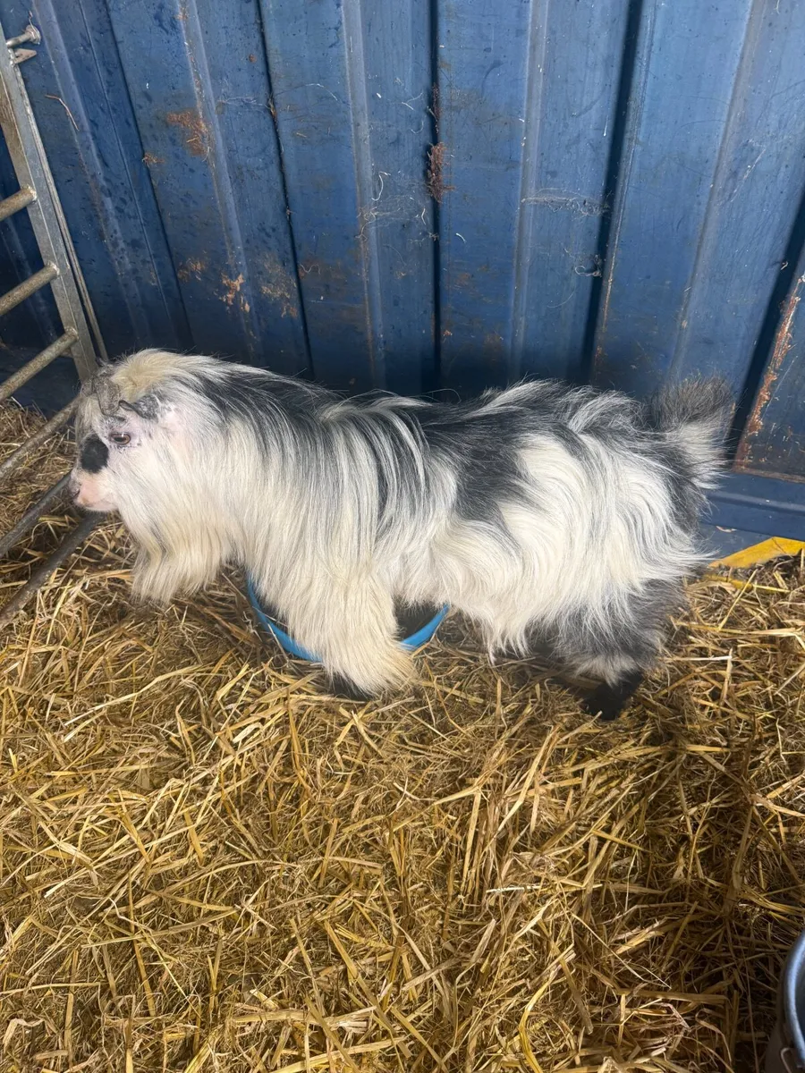 Male Pygmy Goats - Image 3