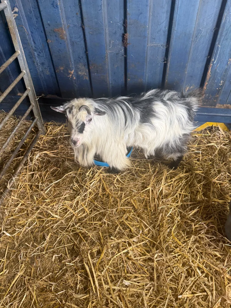 Male Pygmy Goats - Image 4