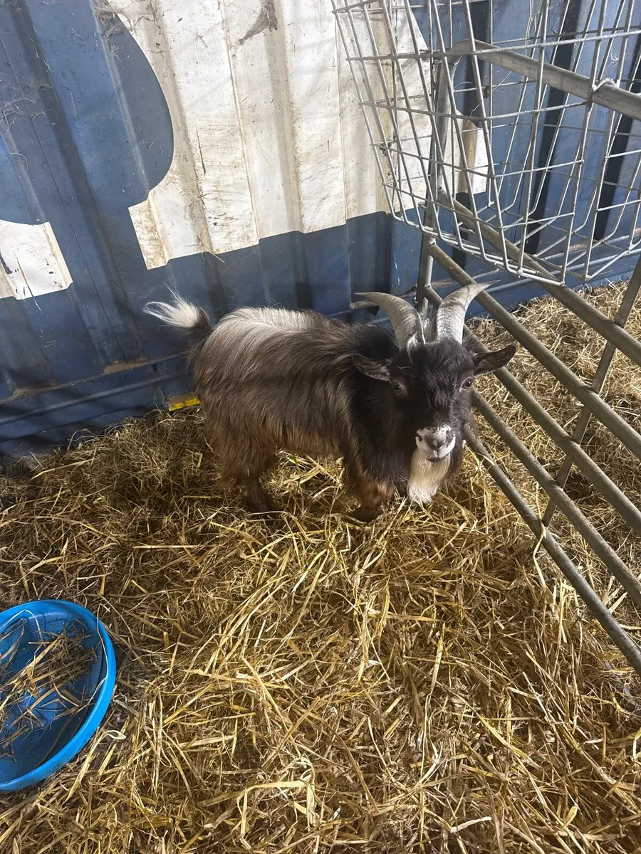 Male Pygmy Goats - Image 2