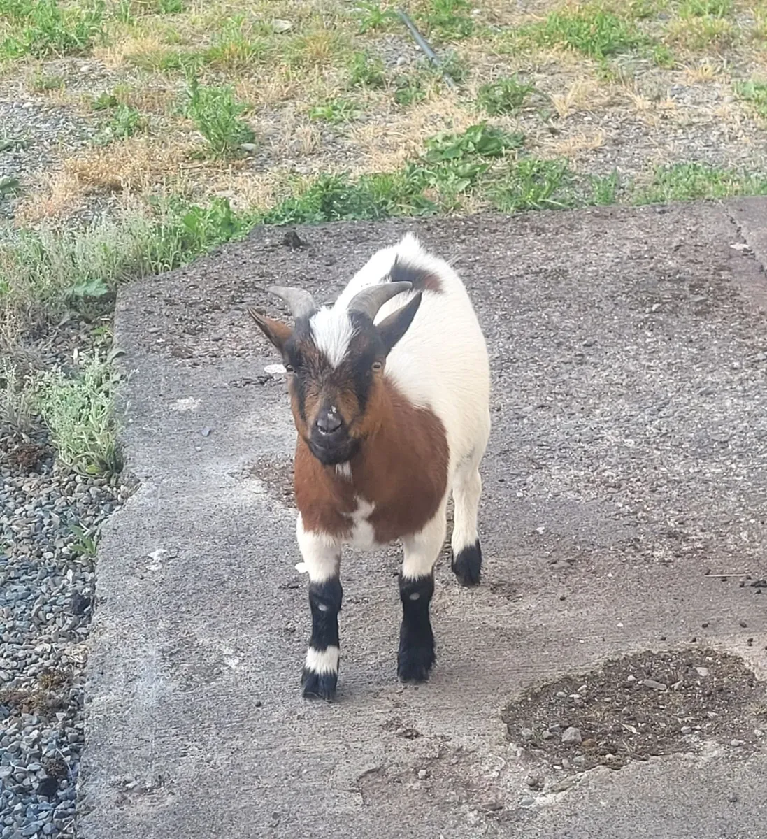 Male Pygmy Goat - Image 3