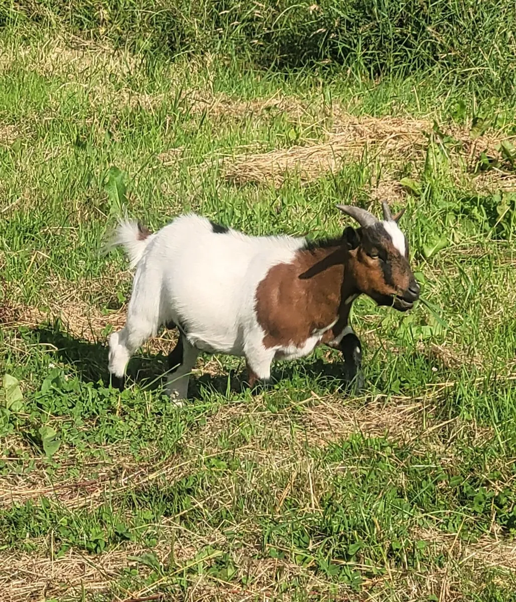 Male Pygmy Goat - Image 1