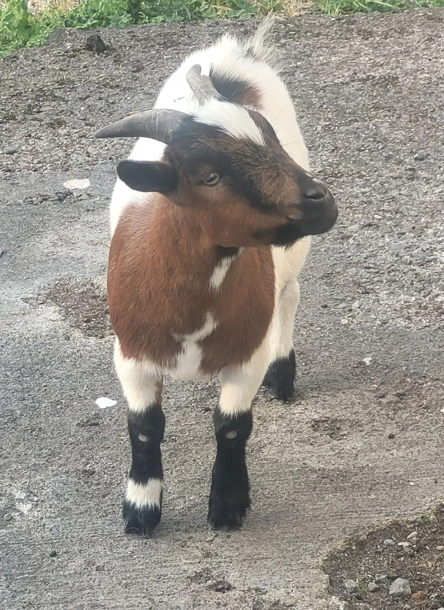 Male Pygmy Goat - Image 2