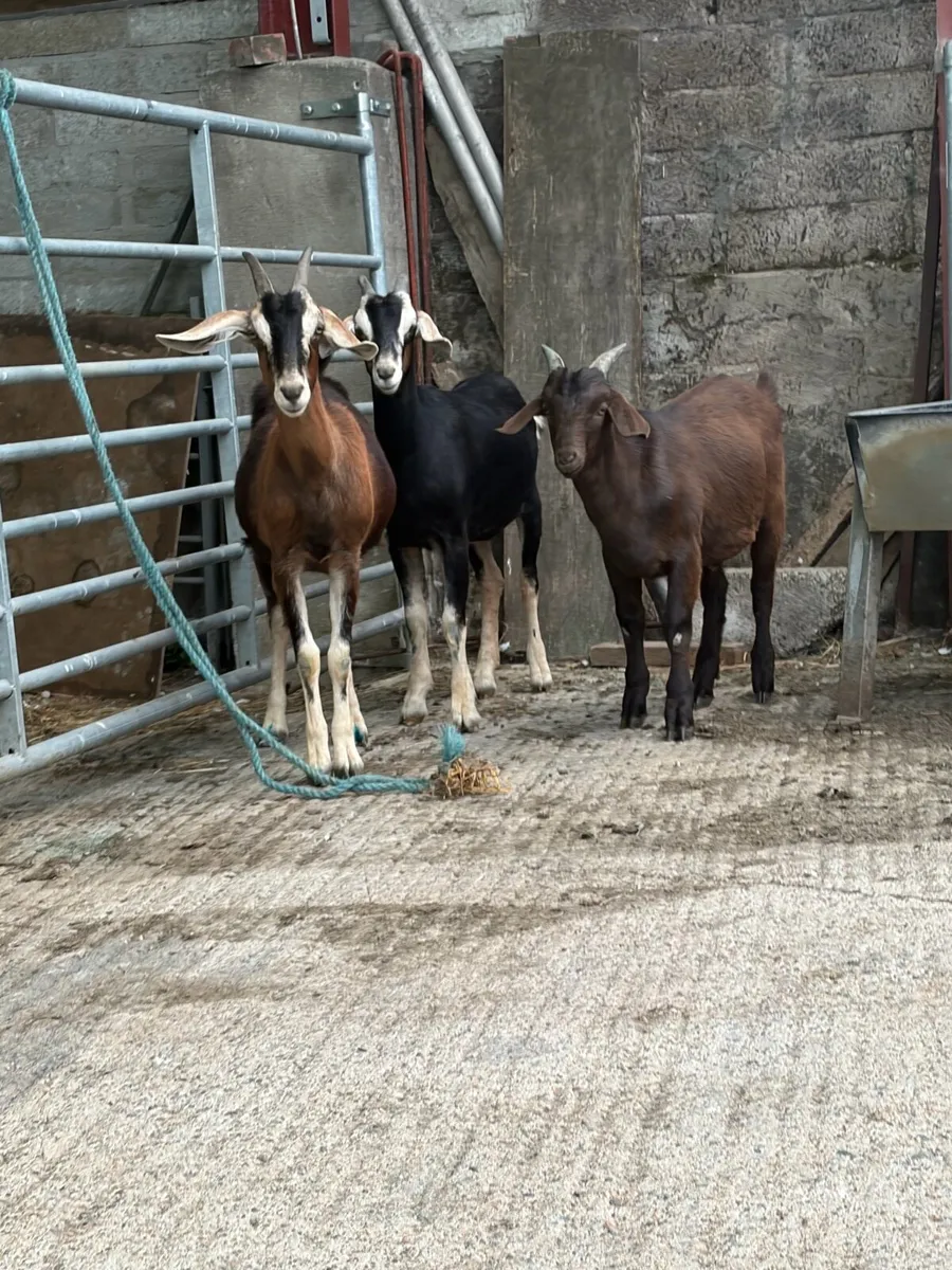 🐐 Quality Young Goats for Sale – Good Homes Only - Image 3