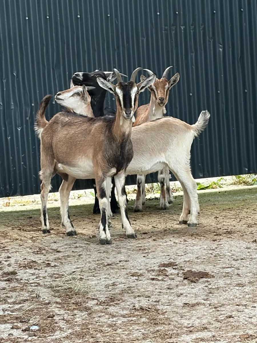 🐐 Quality Young Goats for Sale – Good Homes Only - Image 4