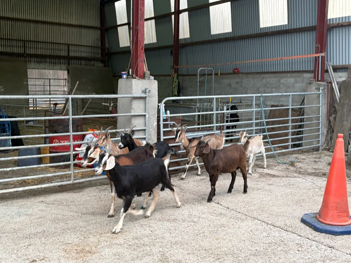 🐐 Quality Young Goats for Sale – Good Homes Only - Image 2