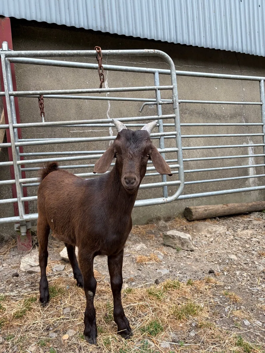 6 month old Buck Goat for Sale - Image 3