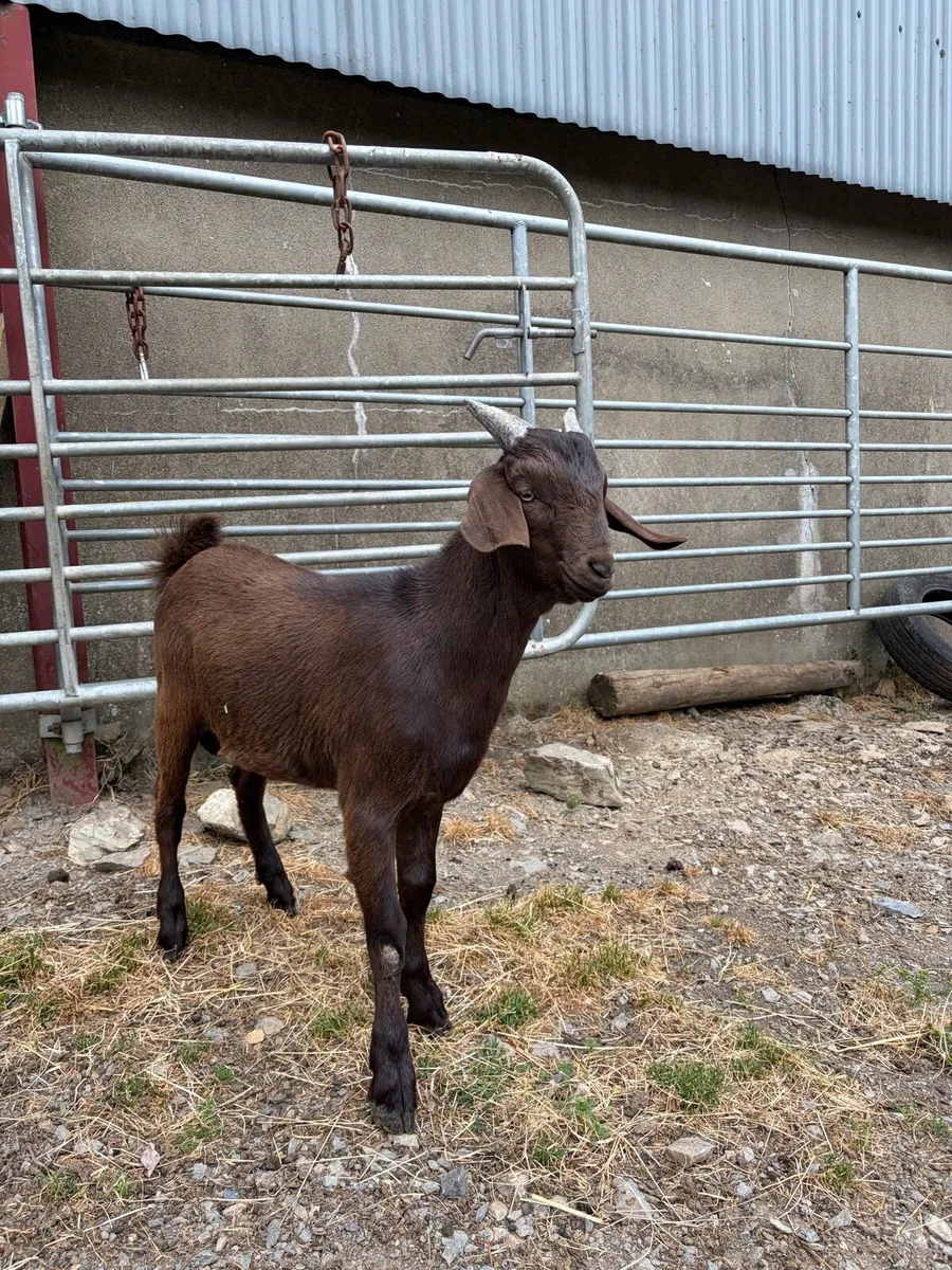 6 month old Buck Goat for Sale - Image 4