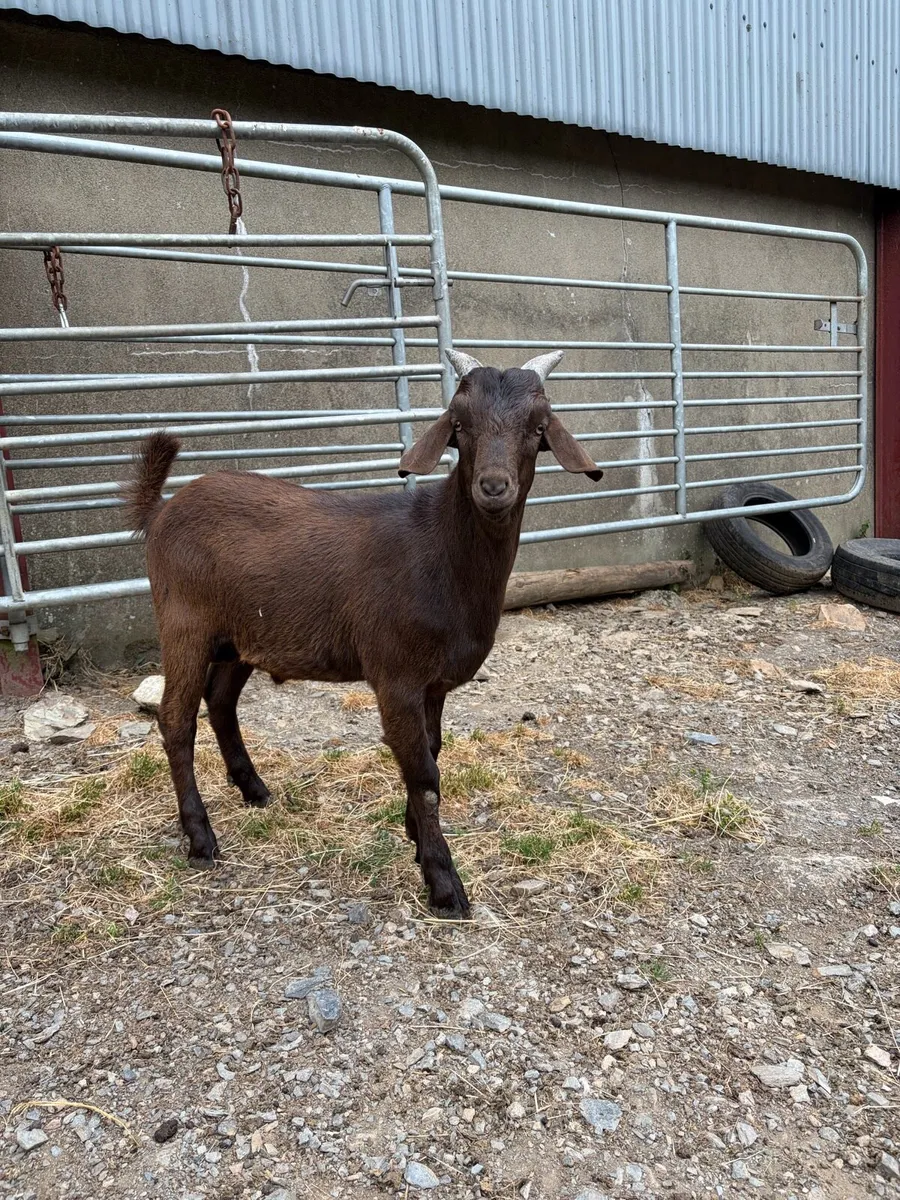 🐐 Quality Young Goats for Sale – Good Homes Only - Image 1