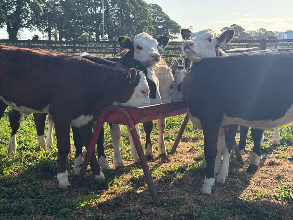9 super Hereford heifers 180kilos - Image 3
