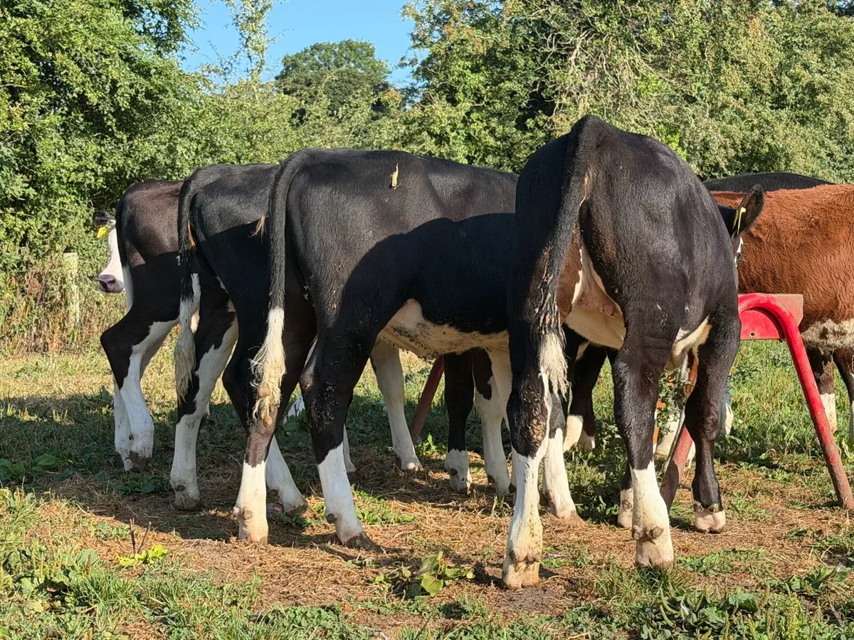 9 super Hereford heifers 180kilos - Image 4