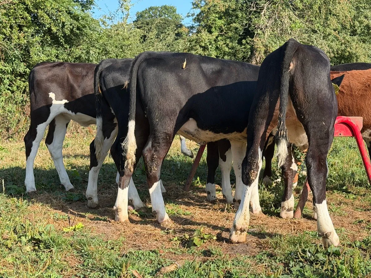 9 super Hereford heifers 180kilos - Image 1