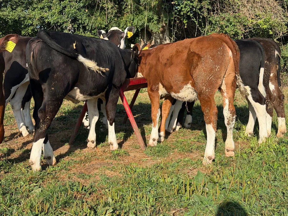 9 super Hereford heifers 180kilos - Image 2