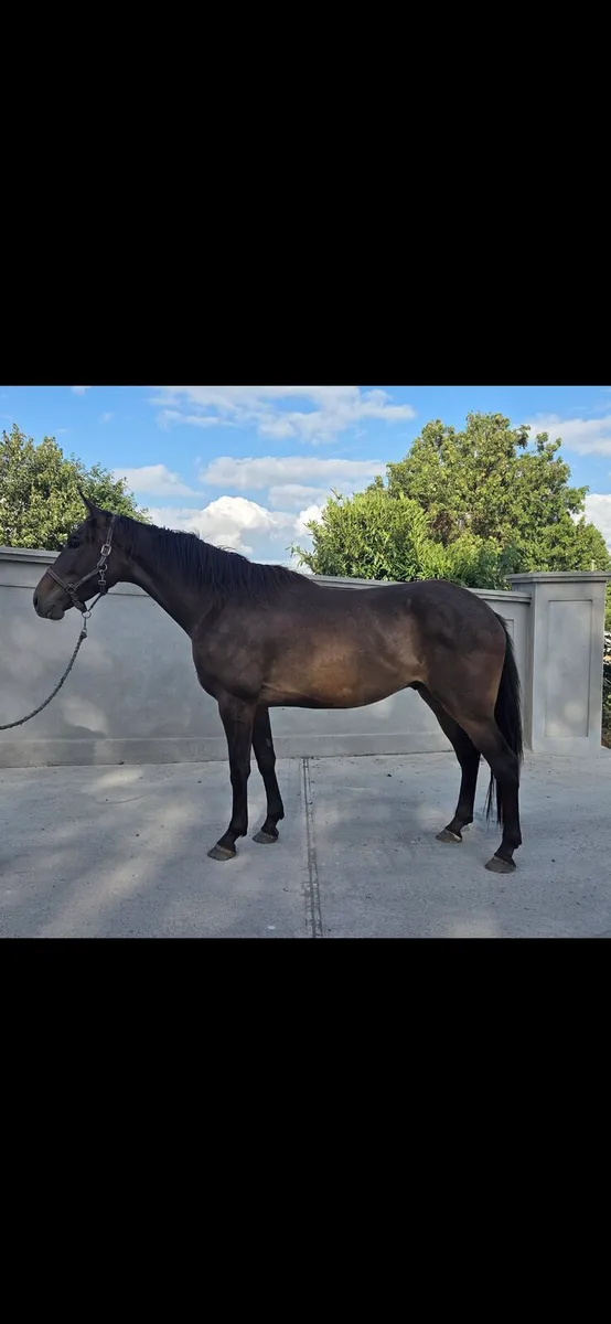 Quality 4 yr old gelding - Image 1
