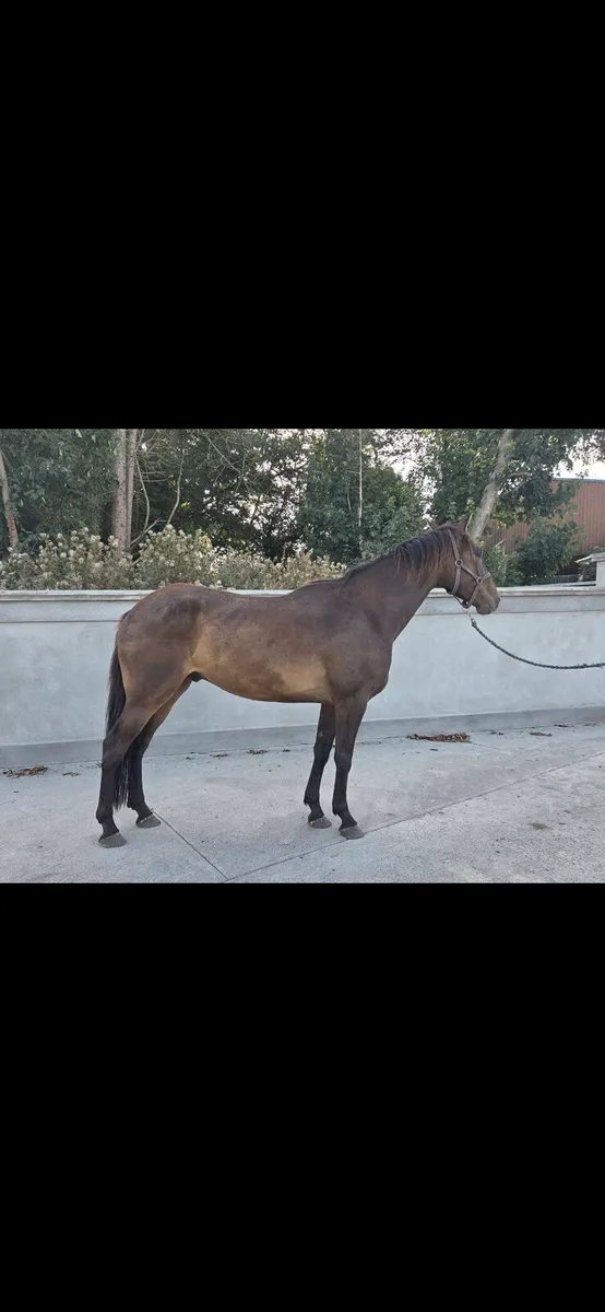 Quality 4 yr old gelding - Image 2