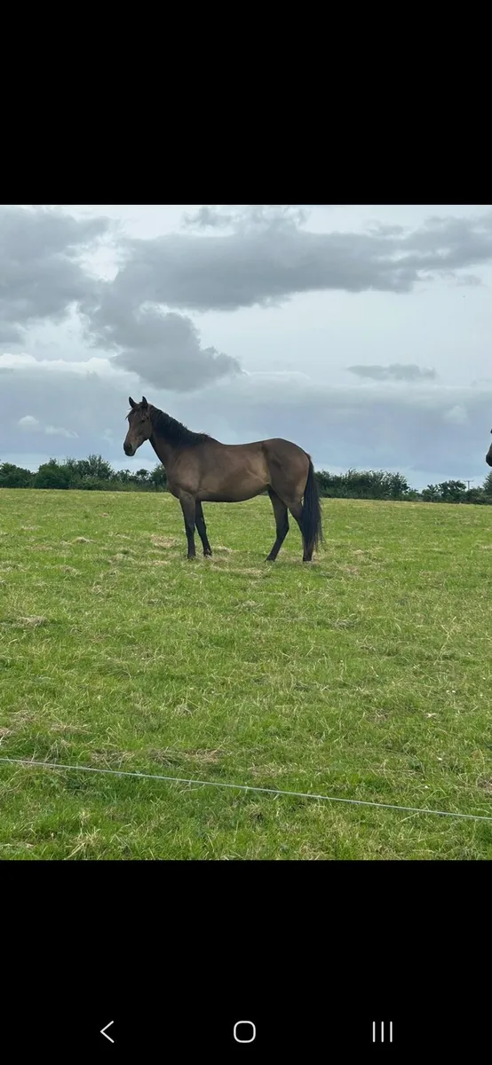 Quality 4 yr old gelding - Image 3