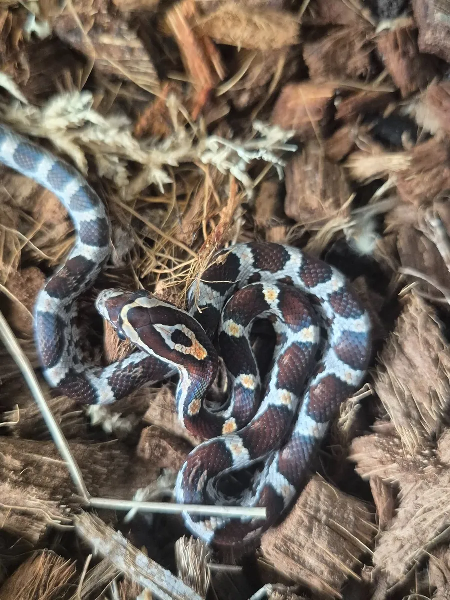 Corn snake baby - Image 1