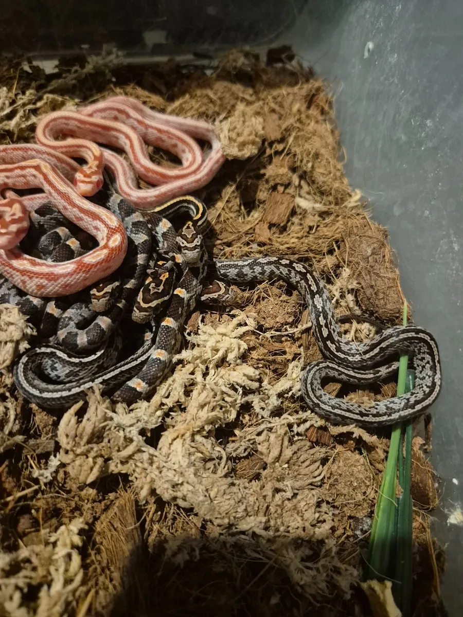 Corn snake baby - Image 2
