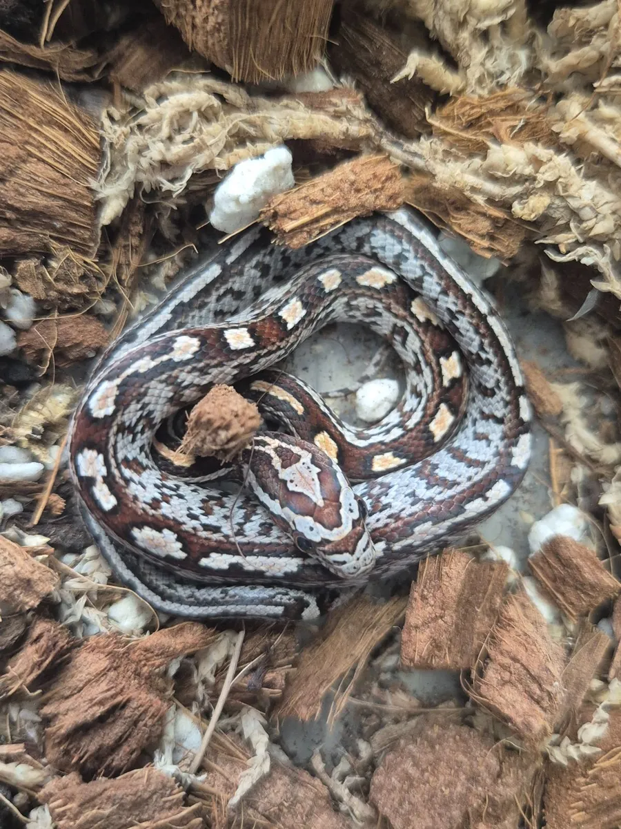 Corn snake babies - Image 3