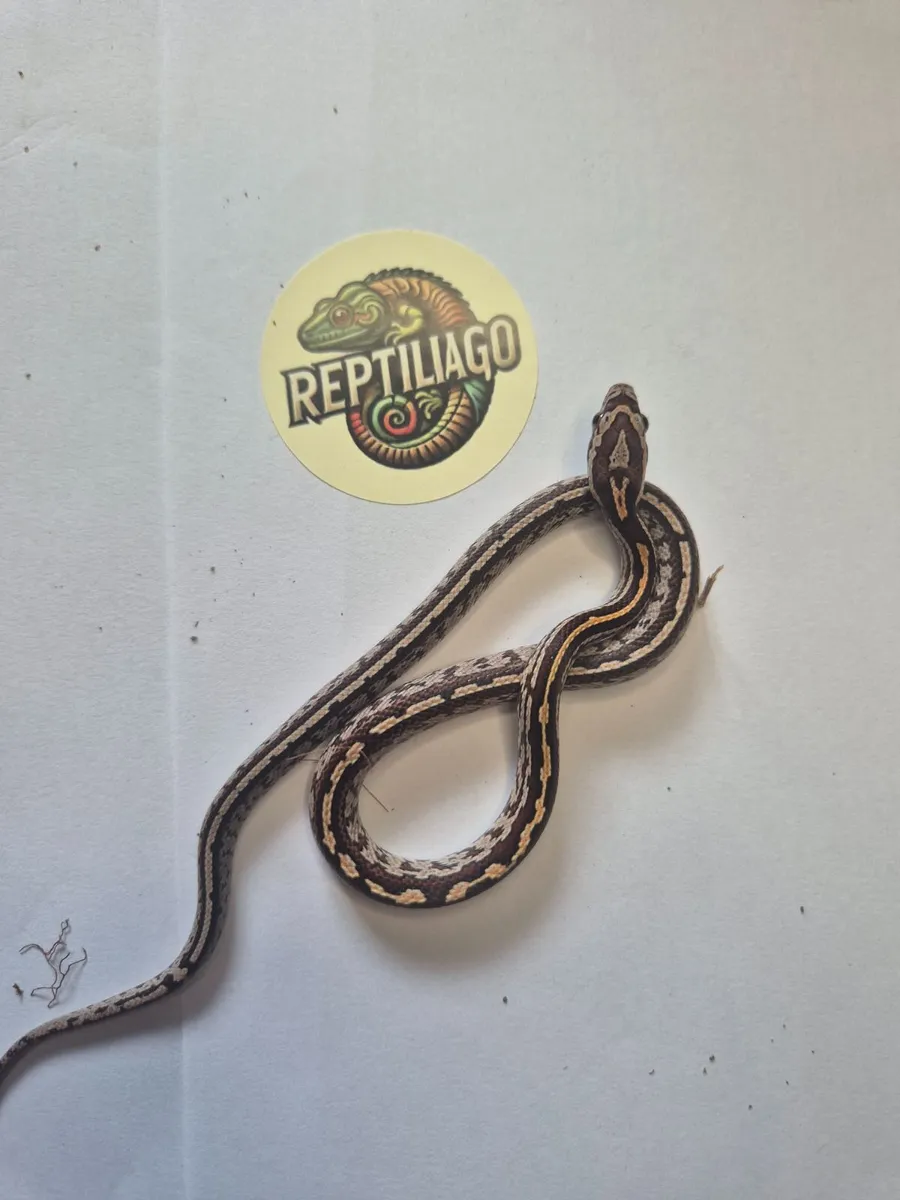 Corn snake babies - Image 1