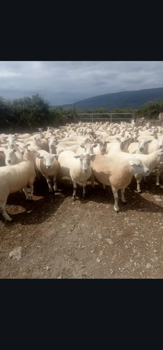 Texel,Cheviot&Μule Hogget Ewes Dingle Mart 14thAug