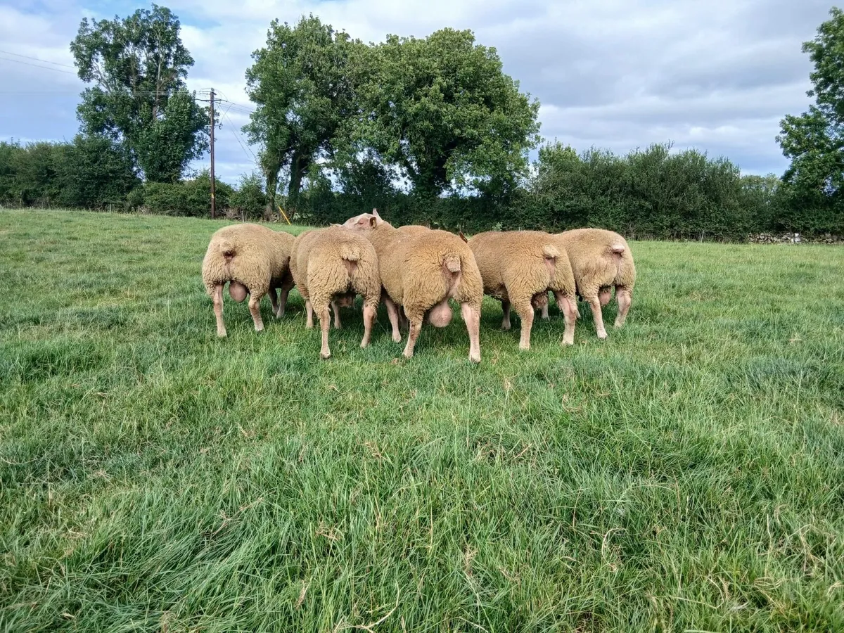 Charollais rams - Image 1