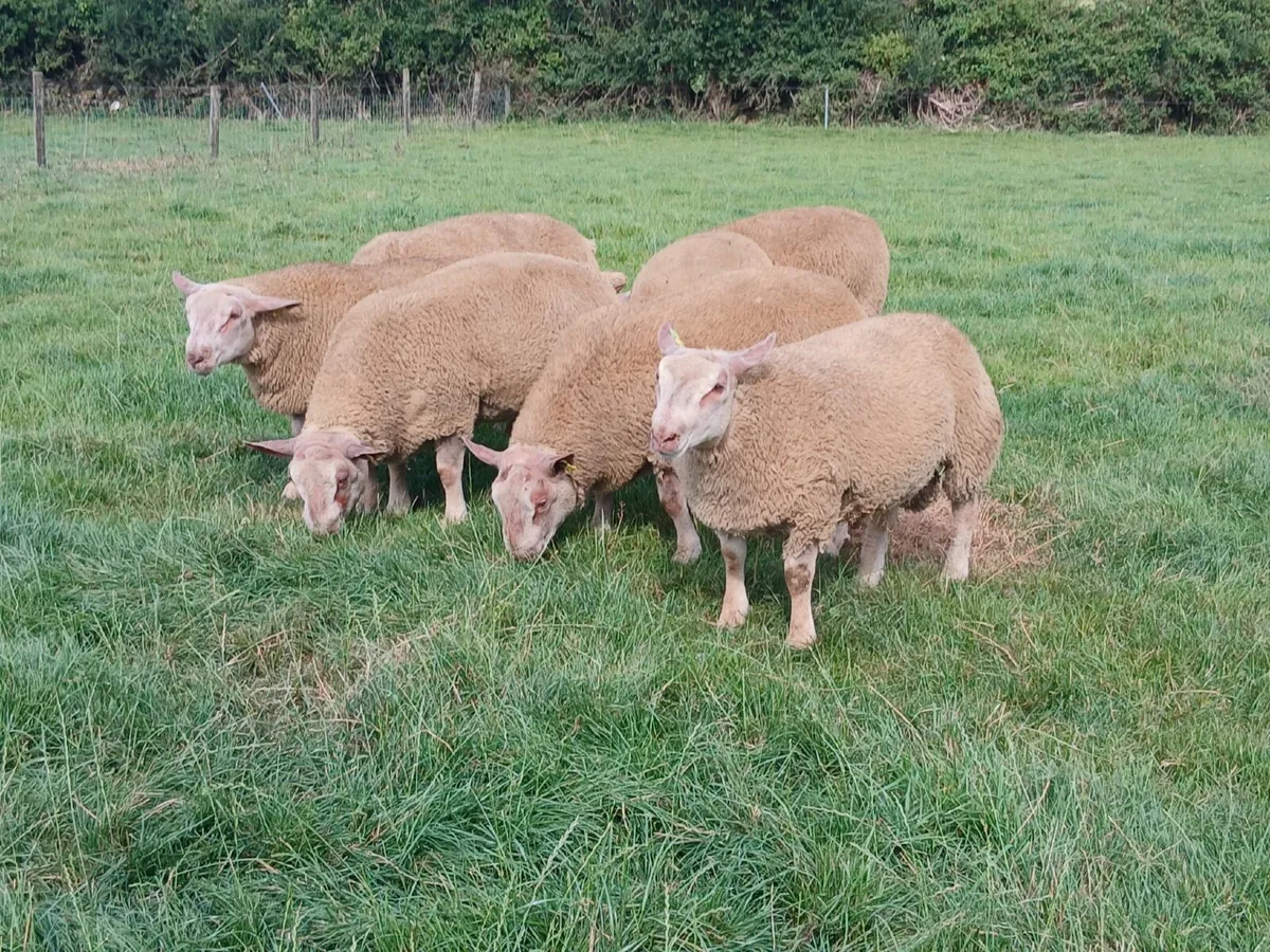 Charollais rams - Image 4