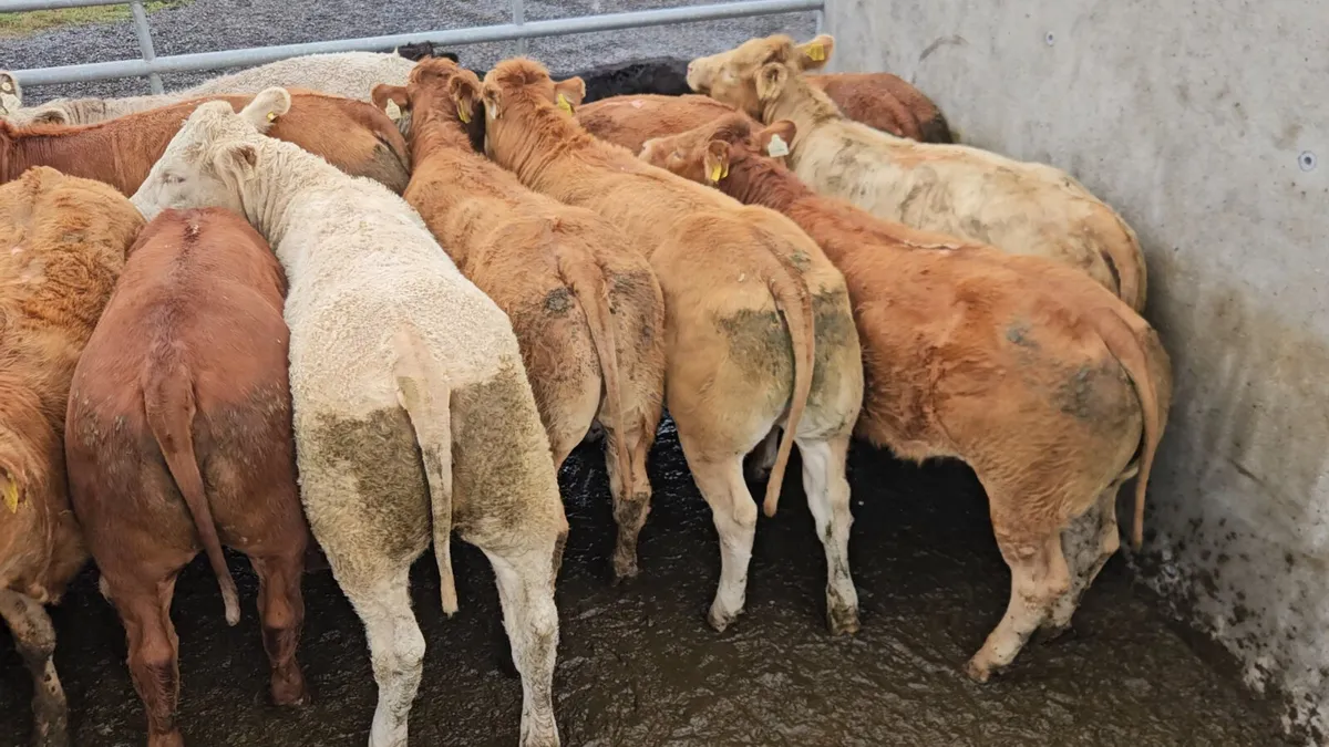 22 Exceptional Continental Heifers. - Image 3