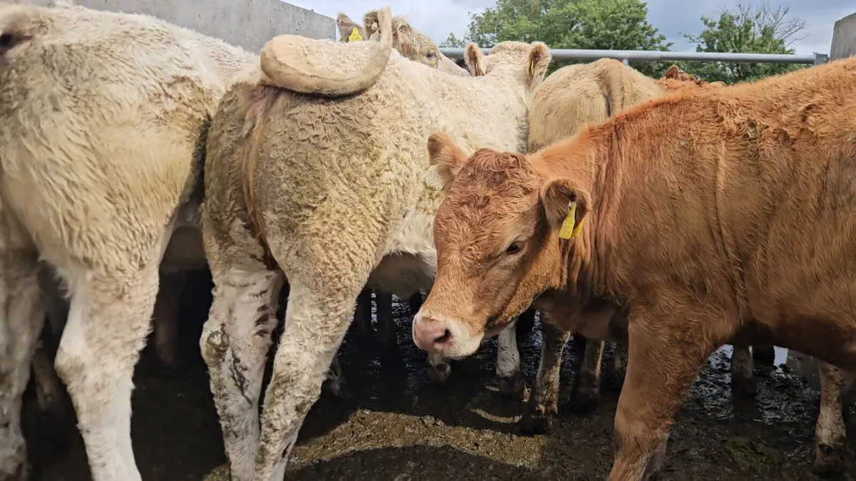 22 Exceptional Continental Heifers. - Image 2