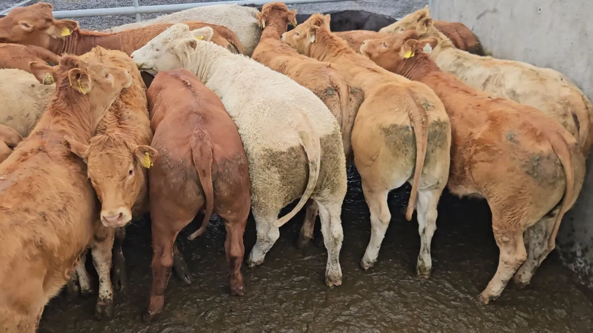 22 Exceptional Continental Heifers. - Image 1
