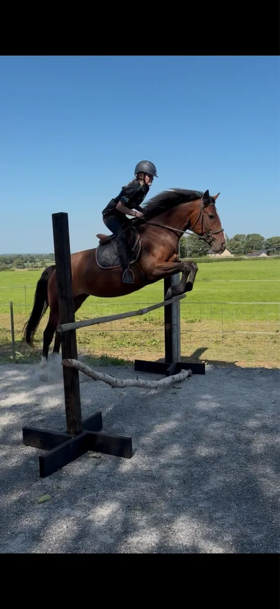 Smashing sport horse X cob - Image 2