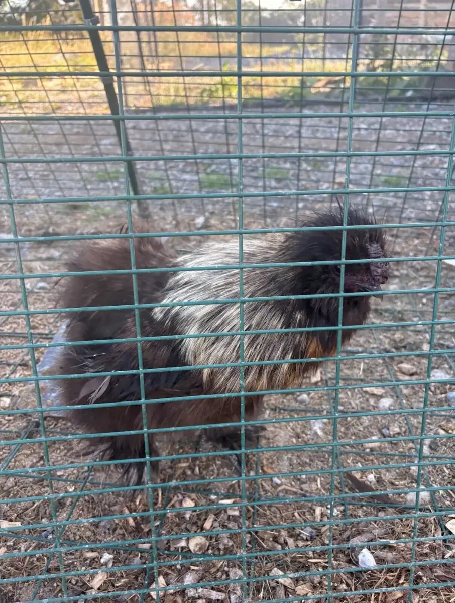 4x American Bearded Silkie Roosters - Image 1