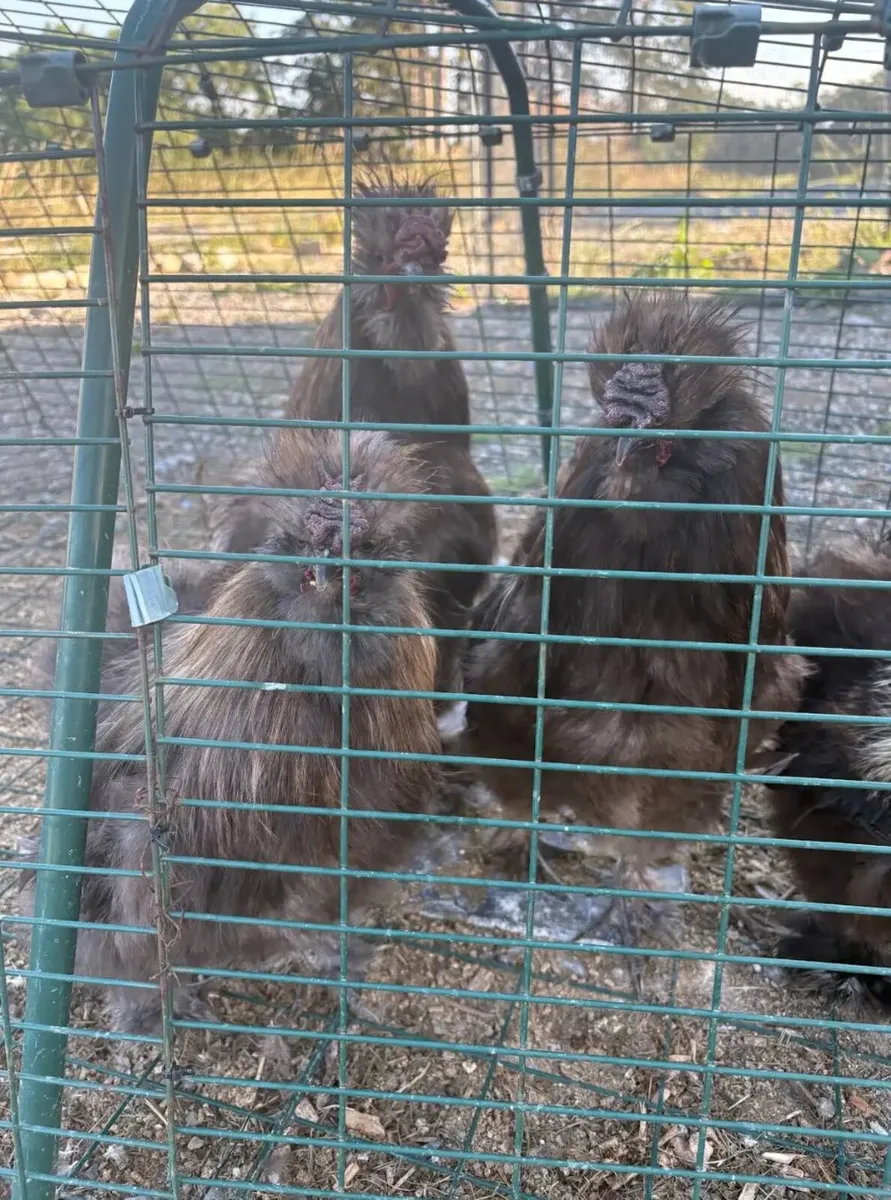 4x American Bearded Silkie Roosters - Image 2