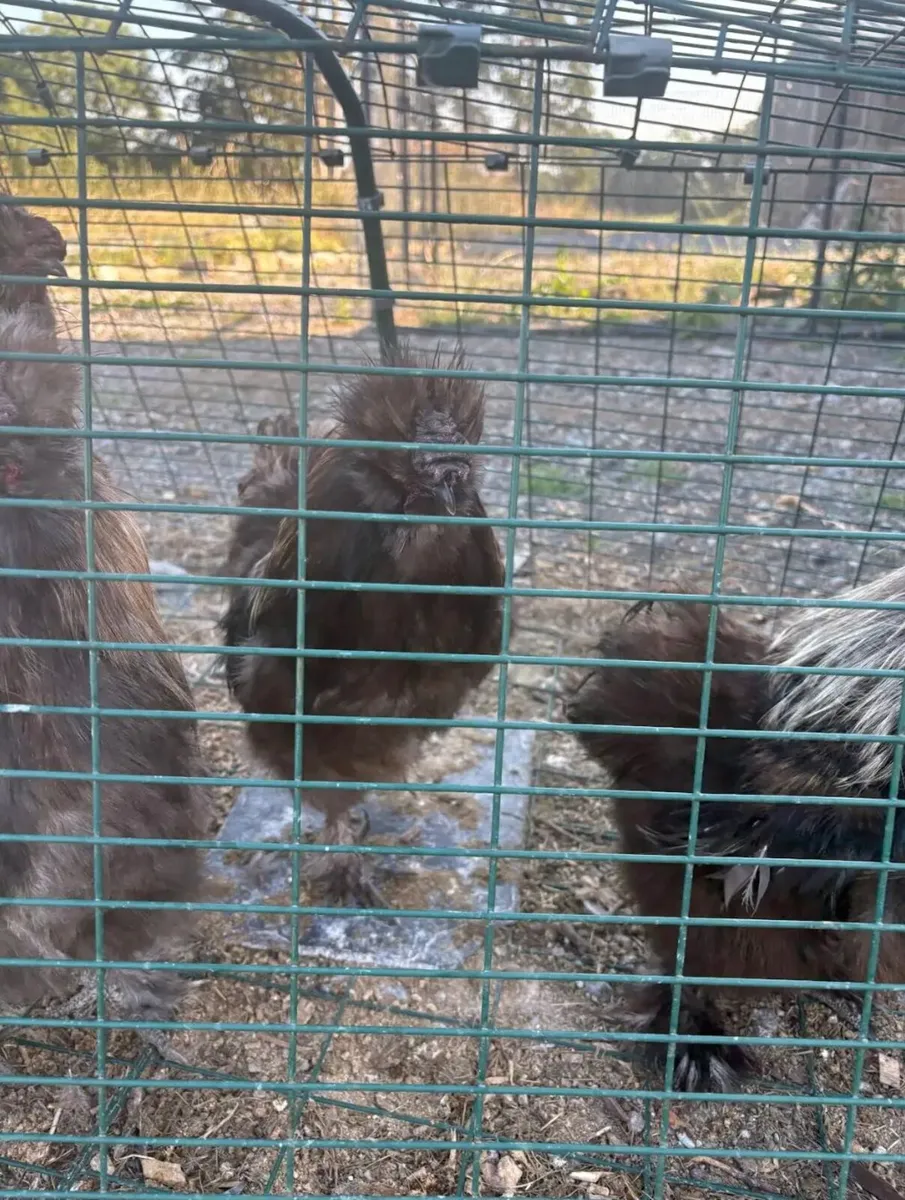4x American Bearded Silkie Roosters - Image 3