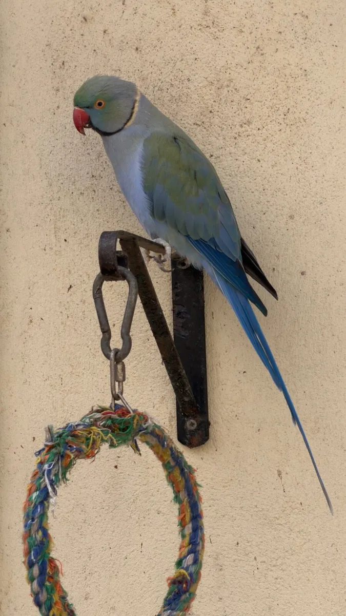 Indian Ringneck - Image 1