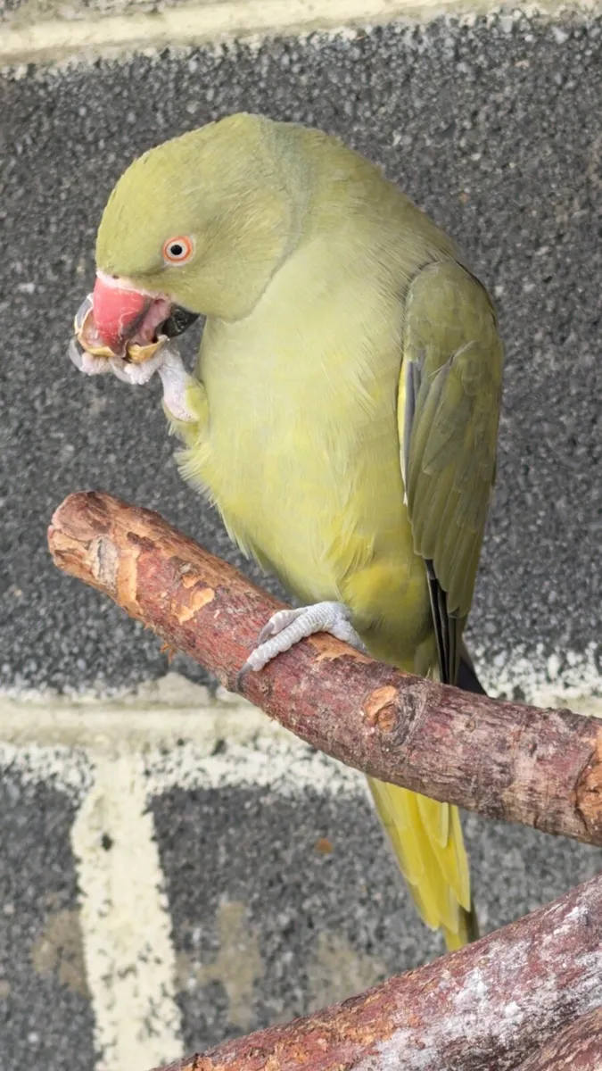 Indian Ringneck - Image 2