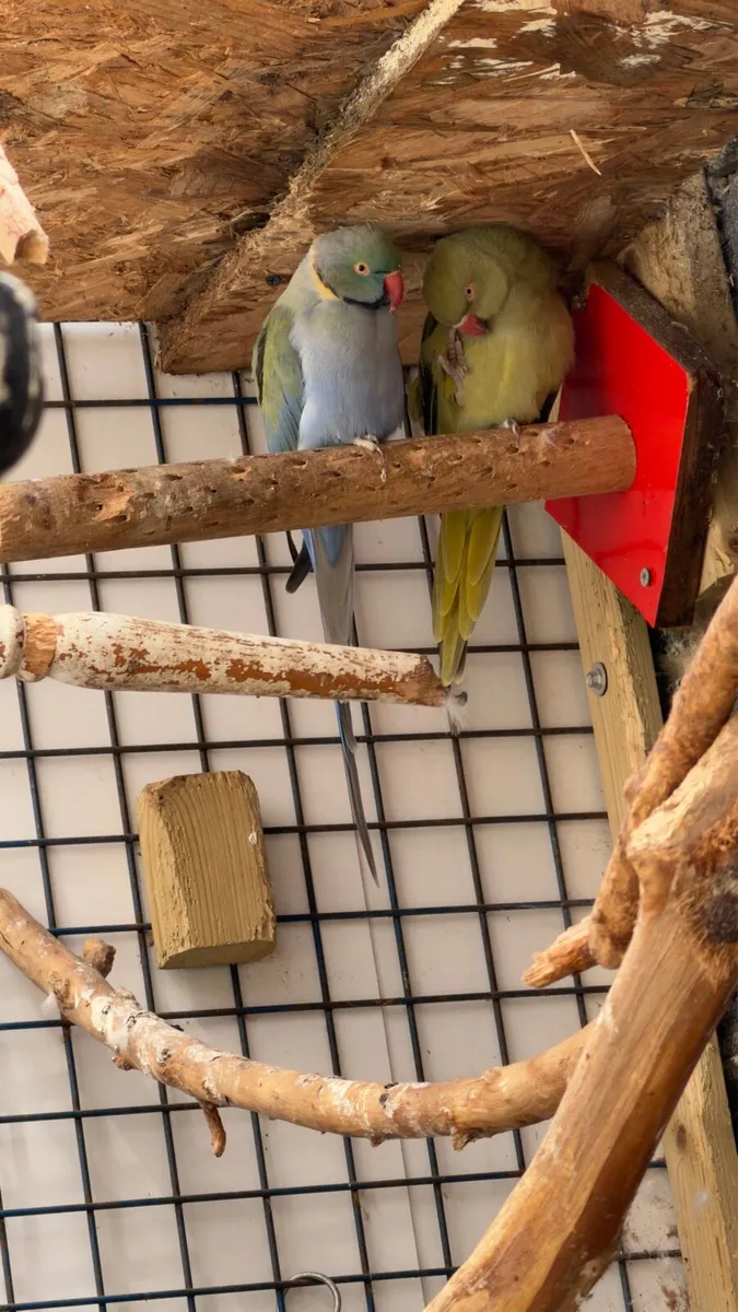 Indian Ringneck - Image 3